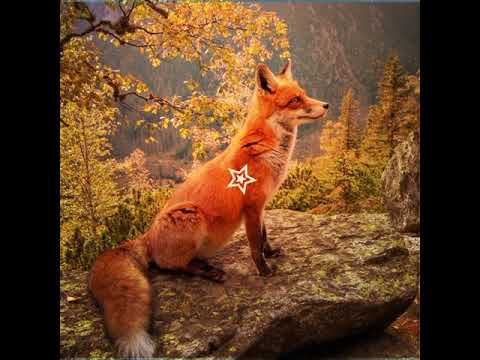 #trend #edit #fox  #animals #fpyシ