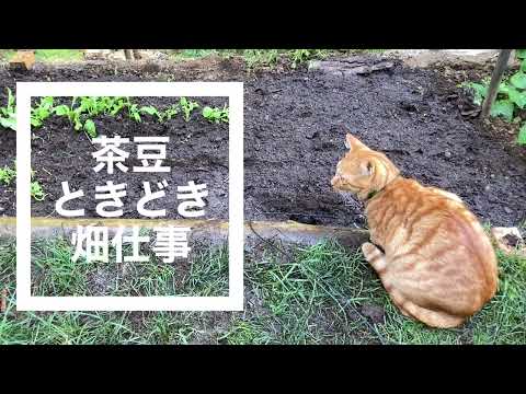 猫がキュウリのお世話,畑仕事をする猫,畑猫,仕事猫,山中湖村の森に移住,地方移住, 自給自足生活,no69@bokuchamame​