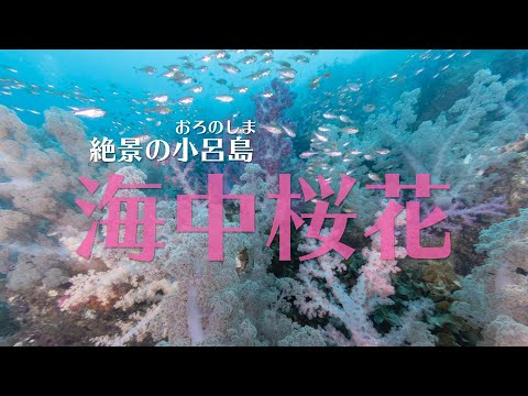 【海中桜花】玄界灘 小呂島の絶景ソフトコーラル！