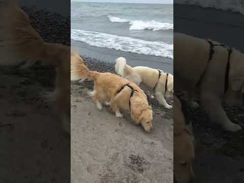 Funny Goldens at the beach @GabieCocoMarmora