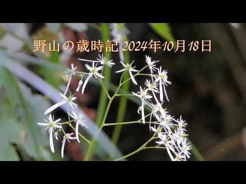 野山の歳時記　秋の山野で出会った花　2024年10月18日