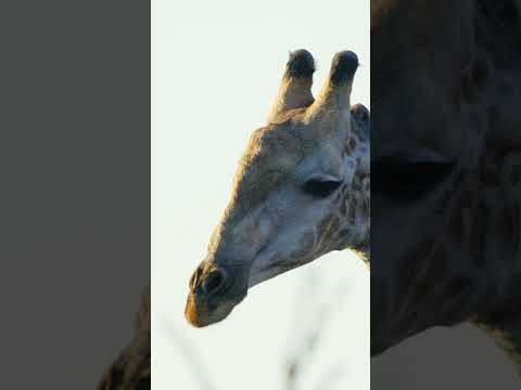 Giraffe licking #giraffe #botswana #ilovebotswana #wildlife #safariphotography #safari #chobe