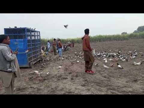 pigeon show // kabootar bazi in South Punjab Pakistan // Big pigeon show#pigeon #bird #animals