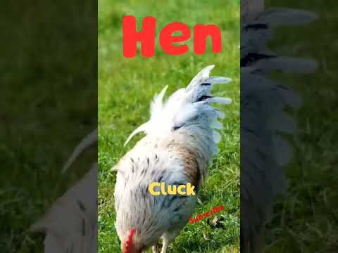 Hen and its sound #brightkidsworld #animals #animalssounds #hensound #