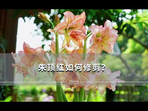 你会给朱顶红剪叶子吗？