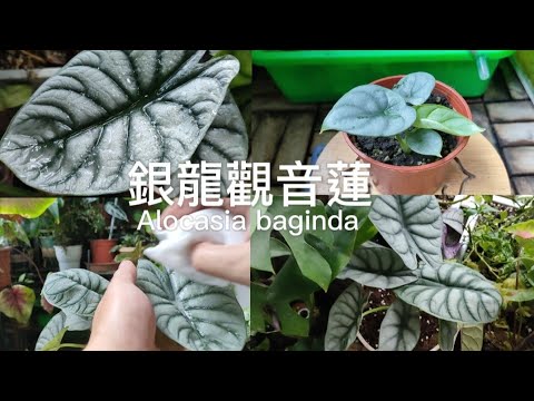 我的銀龍觀音蓮|觀葉植物|照顧日常|Alocasia baginda|植物男子