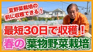 家庭菜園や農園で春の葉物野菜栽培は最短30日で収穫！夏野菜栽培の前に収穫できる葉物野菜の育て方を徹底解説！【農園ライフ】