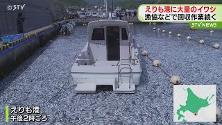 港の海面をびっしりと埋める　えりも町で大量のイワシ漂着