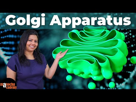 Golgi Apparatus