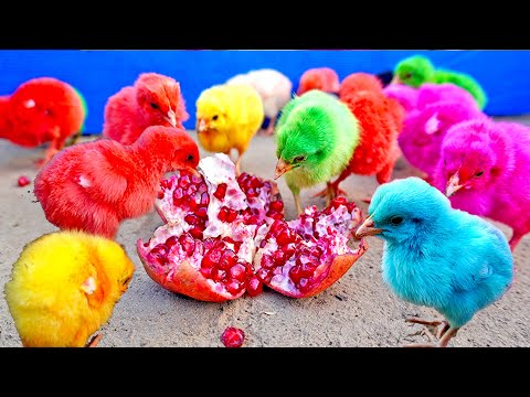 2 Days Baby MURGI Chicks Vs Pomegranate: Will Win Eating Challenge? | Feeding Pomegranate to Chicks