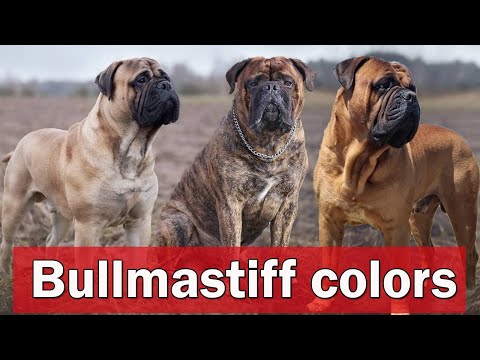 Bullmastiff Colors | Different Types of Bullmastiff Colors And Pattern @AnimalSector