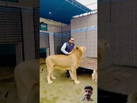 #lion #lionslover #tiger #asiaticlion #animals #lionslife #zoo #animallover #punjabisong #newsong