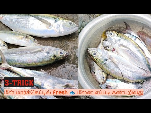 மீன் மார்க்கெட்டில் fresh மீன் எப்படி கண்டுபிடிப்பது 🐟