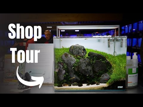 I Found a Beautiful Aquarium Store in Belgium!