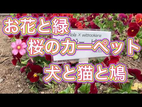 身近なお花💐🌼と野良猫と，足の不自由な鳩🕊