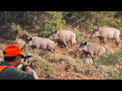 EPIC GIANT WILD BOAR HUNTS: PERFECT SHOTS & BREATHTAKING DRONE FOOTAGES!