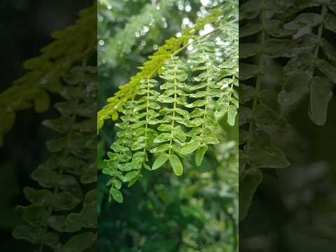 uttrakhand.nutural.@amitnegivlog#nuture#viedo_editing#viedoviral #30klike#tree#challenge#short🍁🌍🥰