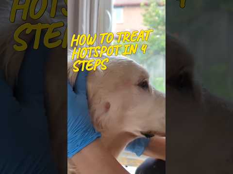 How to treat a hotspot in dogs #short #dog #goldenretreiver