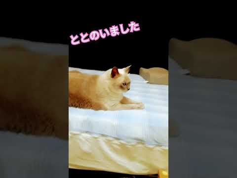 【まったりお猫様】おつかれテトちゃん　#shorts #ねこ　#まったり猫