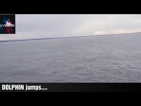 Dolphin Jumps || Amazing