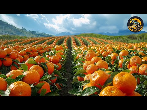 How To Harvest Enough Citrus For The Whole World Consumption - Agriculture with Grand Machine