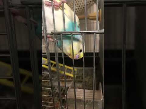 めっちゃ可愛い鳴き方のインコ #shorts #セキセイインコ #budgie #かわいい #すいちゃん #鳴き声