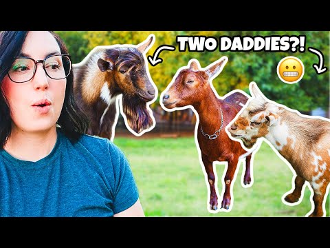 Oops…we have TWO possible goat fathers!