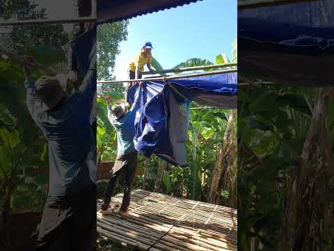 Roofing the small house #shorts #short #viralvideo