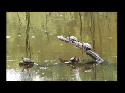 2019 04 19 關渡自然公園