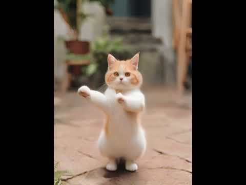 Crazy Cat Dancing ～😻❤️❤️ #catdance #shorts #cats