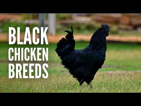 15 Black Chicken Breeds That You Will Surely Like