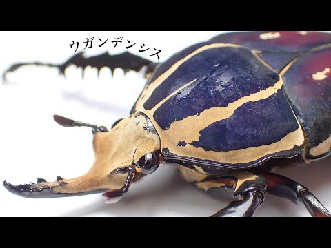 【美麗巨大カナブン】ウガンデンシスオオツノハナムグリの紹介と産卵セット【クワガタ飼育】