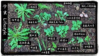 踏青识野菜-哪种是我最常吃的呢/ 我园里常见的野菜/ 野外生存/子玄 Lifestyle