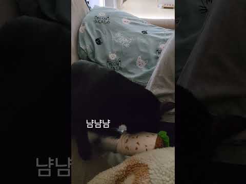 냠이? 냥이? 부리또 맛있겠네 🌯My cat loves his new purrito