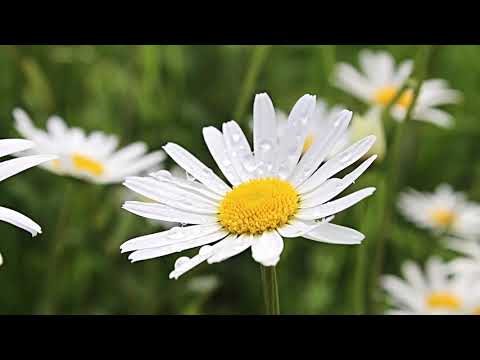 Daisies | Copyright Free Video Footage