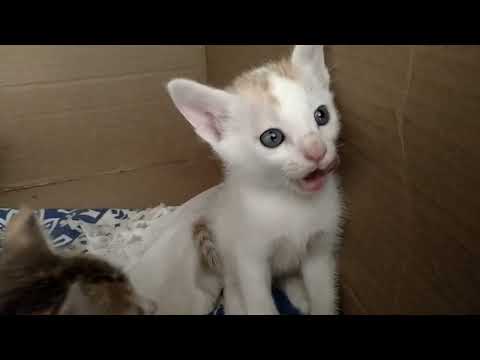 CUTE CATS|BABY CATS|AMAZING VIDEO