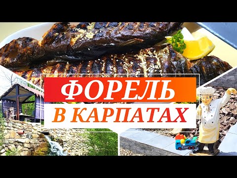 ФОРЕЛЬ В КАРПАТАХ. Рибницьке господарство "Плесо" у  Микуличині. Ловля форелі