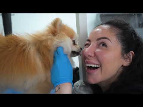 Day in the Life of a Dog Groomer | Today at Hackney Barkers: Episode 1