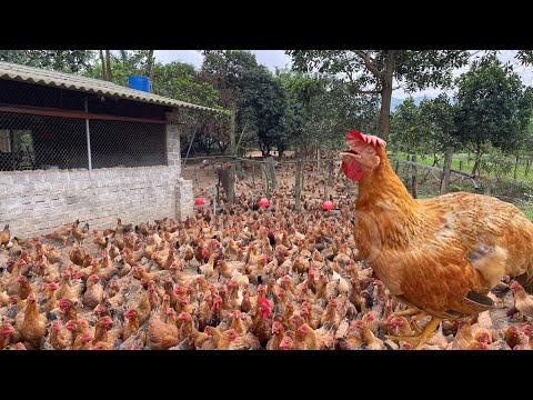 This is how I feed my chickens - Daily work on the farm