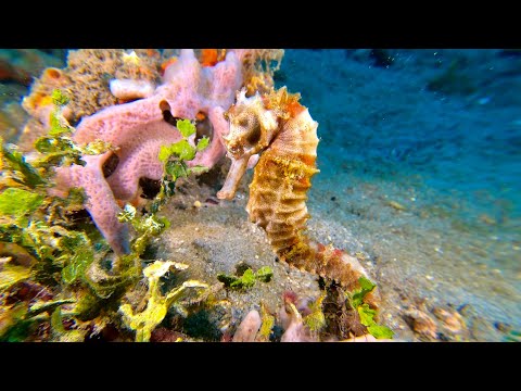 Seahorses from the Philippines