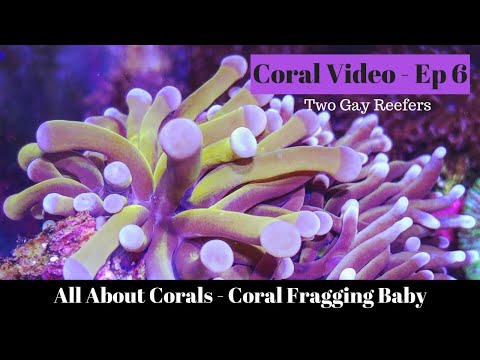 All About Coral - Coral Fragging Baby