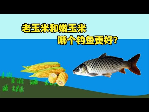 野钓时老玉米嫩玉米酒泡玉米哪个更好？每种用法都有讲究，别搞错