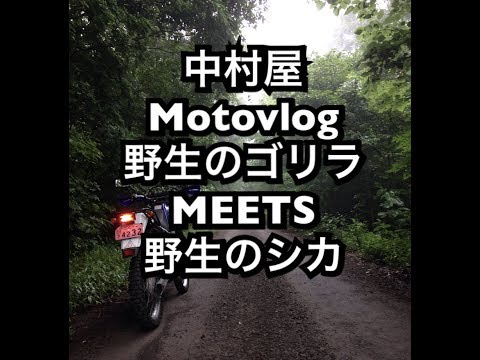 中村屋Motovlog#38　野性のゴリラ MEETS 野性のシカ