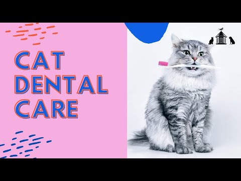 Dental Care for Cats