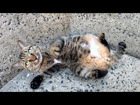 A cat talks to humans in a loud voice but gets angry when touched