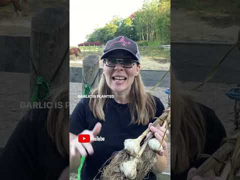 🧄How To Pick The Best Garlic For Planting! #youtubeshorts #garlic #plantinggarlic #garlictips