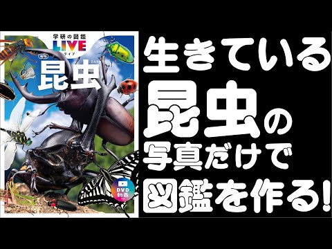 「生きている昆虫の写真だけで図鑑を作る！」人気昆虫学者 丸山宗利先生が語る史上初の昆虫図鑑制作秘話