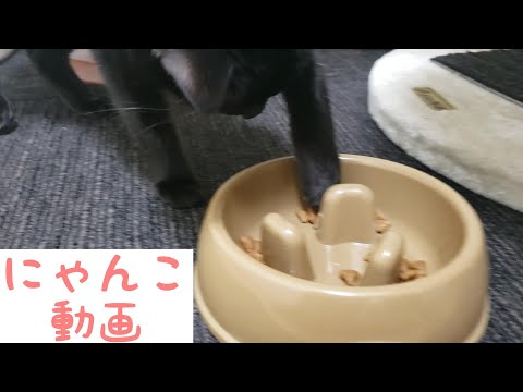 ダイソーの早食い防止皿が便利すぎ♪【猫の便利グッズ紹介】