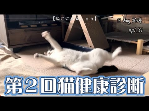 第２回猫健康診断　【ねこによる。ｃｈ　epi.31】　｜猫飼い初心者の共同生活記録｜健康診断｜元野良猫｜保護猫｜