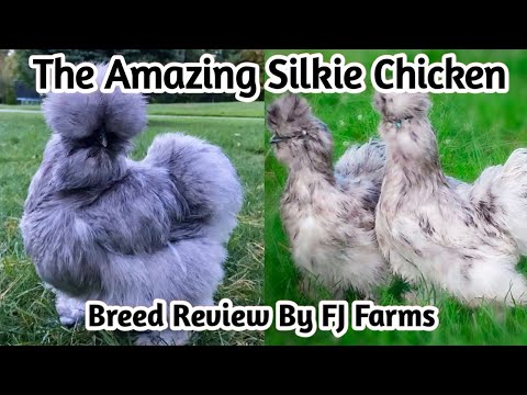 The Silkie Chicken | All You need to know | Breed Review | Part VII |